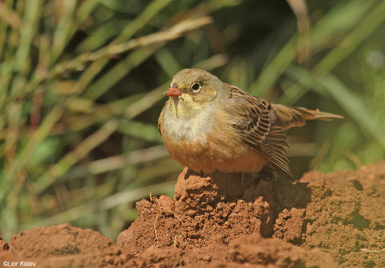  Ortolan Bunting Emberiza hortulana .Golan ,April 2010.Lior Kislev                 